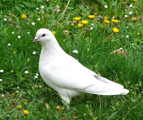 white dove bird images|free white dove images.